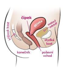 samovysetreni